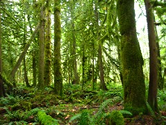 Washington State; Olympic National Park