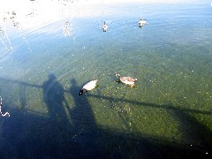 ducks; Washington State; Seattle
