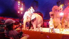elephants; Ringling Circus World Baraboo, WI