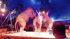 elephants; Ringling Circus World Baraboo, WI