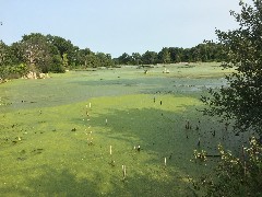 Wisconsin swamp