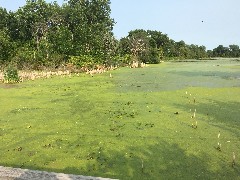 Wisconsin swamp