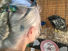 Ruth Bennett McDougal Dorrough; chicken; Langlade County Fairgrounds; Antigo, MI