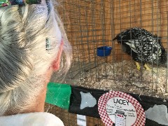 Ruth Bennett McDougal Dorrough; chicken; Langlade County Fairgrounds; Antigo, MI