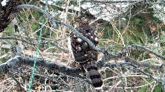 Cooper s Hawk in the backyard; Canandaigua