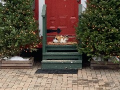 cat; Santa s House; Coach Street & Main Street; Canandaigua, NY
