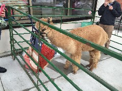 Baby LLama; Downtown South Main Street Canandaigua, NY