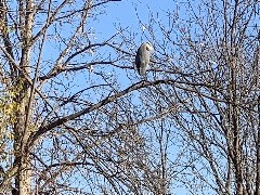 bird; Canandaigua Outlet, NY