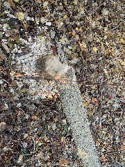 Beaver activity; along Eastern Blvd Canandaigua, NY