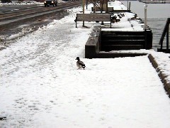 pier Canandaigua Lake winter snow duck