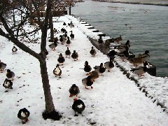 pier Canandaigua Lake winter snow ducks
