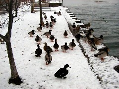 pier Canandaigua Lake winter snow ducks