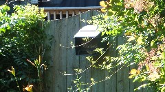 bird feeder in the backyard of our house on West Avenue