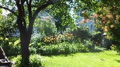 the backyard of our house on West Avenue