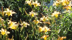 flowers in the backyard of our house on West Avenue