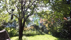 the backyard of our house on West Avenue