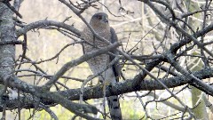 red-shouldered hawk; bird