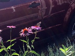 Monarch Butterfly; Home