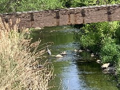 Heron bird; Sucker Brook on Clark St; Canandaigua, NY; ODW