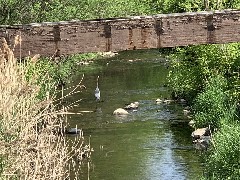 Heron bird; Sucker Brook on Clark St; Canandaigua, NY; ODW
