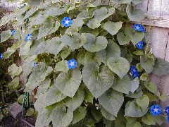 flowers backyard Canandaigua NY