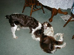 Mac Wyatt dog