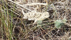 lizard; North Dakota; Maah Daah Hey Trail