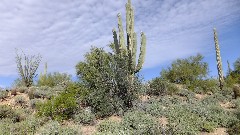 cactus; Pass Mountain Trail Superstition Mountains AZ