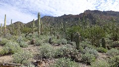 cactus; Pass Mountain Trail Superstition Mountains