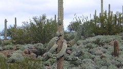 cactus; Pass Mountain Trail Superstition Mountains