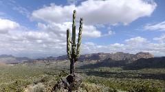 cactus; Pass Mountain Trail Superstition Mountains