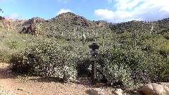 cactus; Arizona; Sonoran Desert - Peralta Cave Loop Trail