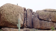 cactus; Sonoran Desert - Peralta Cave Loop Trail, AZ