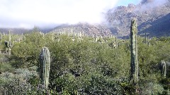 Hieroglyphic Trail, AZ