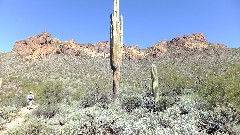 cactus; Arizona; First Water Trail