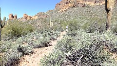 cactus; First Water Trail, AZ