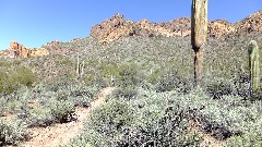 cactus; First Water Trail, AZ