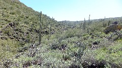 cactus; First Water Trailhead - Canyon Lake, AZ