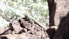 Lizard; Canyon Lake Trail, AZ