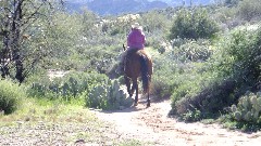 horse; Canyon Lake Trail, AZ