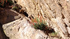 flowers; Canyon Lake Trail, AZ