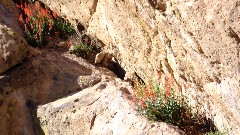 flowers; Canyon Lake Trail, AZ