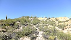 cactus; Canyon Lake Trail, AZ