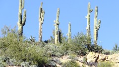 cactus; Canyon Lake Trail, AZ