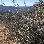 Reavis Mountain Trail, AZ