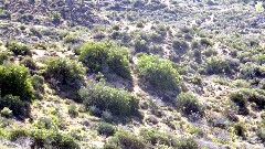 Reavis Mountain Trail, AZ