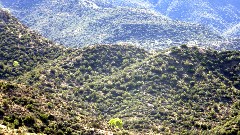 cottonwood trees (bright green); Reavis Mountain Trail, AZ