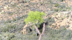 cottonwood trees (bright green); Reavis Mountain Trail, AZ