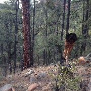 Cabins at Strawberry Trail, AZ