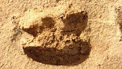 paw print near Cabins at Strawberry Trail, AZ